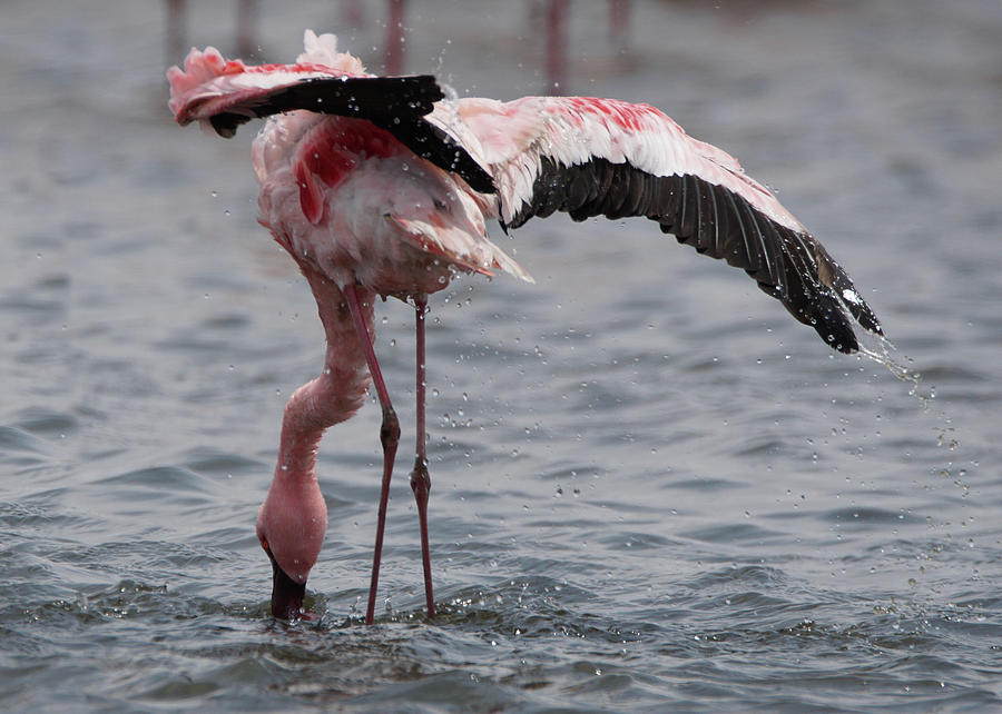Walvis Bay Flamingo Photograph by Ernest Echols