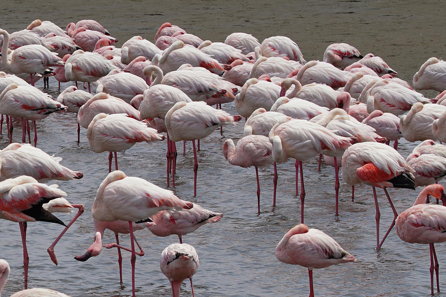 Flamingo Photograph - Walvis Bay Flamingos 1 by Ernest Echols