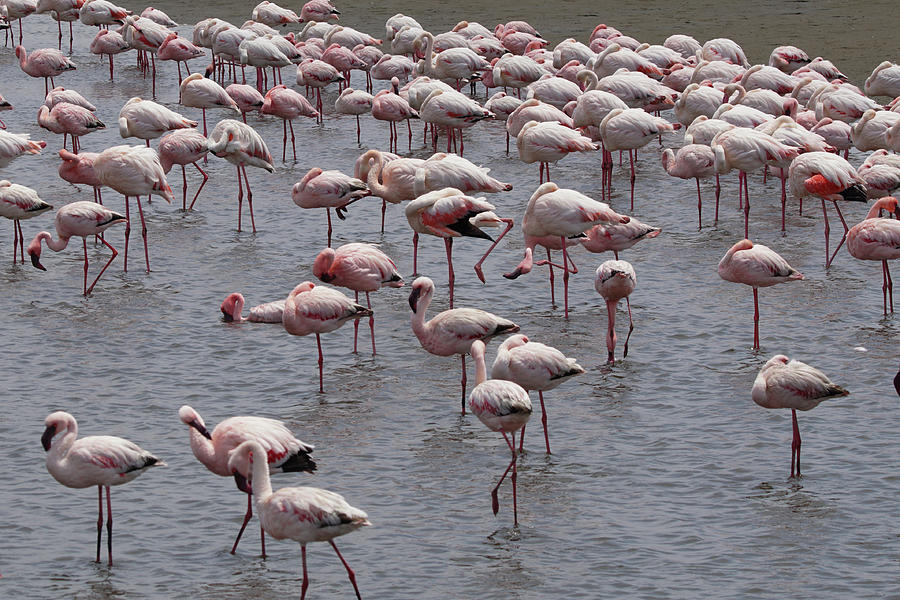 Walvis Bay Flamingos 2 Photograph by Ernest Echols