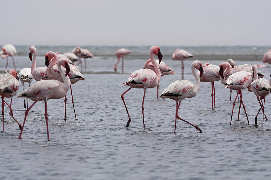 Walvis Bay Flamingos 3 Photograph by Ernest Echols