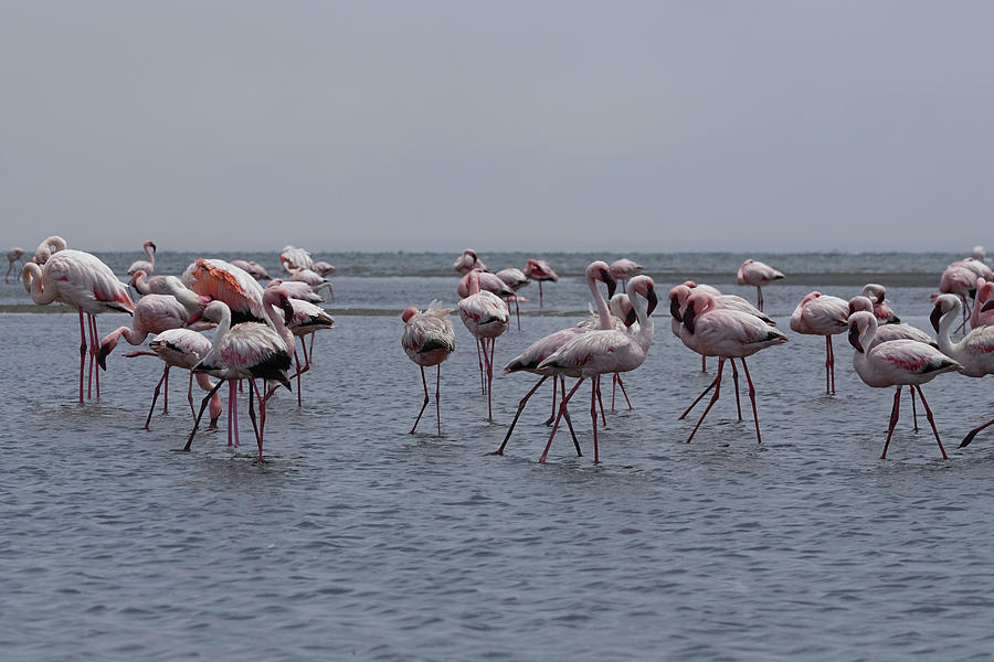 Walvis Bay Flamingos 4 Photograph by Ernest Echols