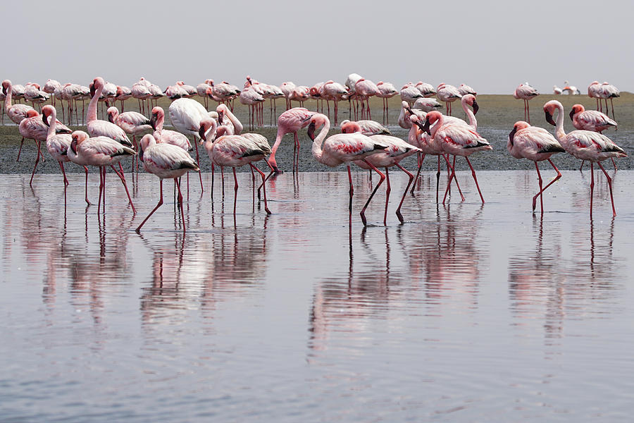Walvis Bay Flamingos 5 Photograph by Ernest Echols