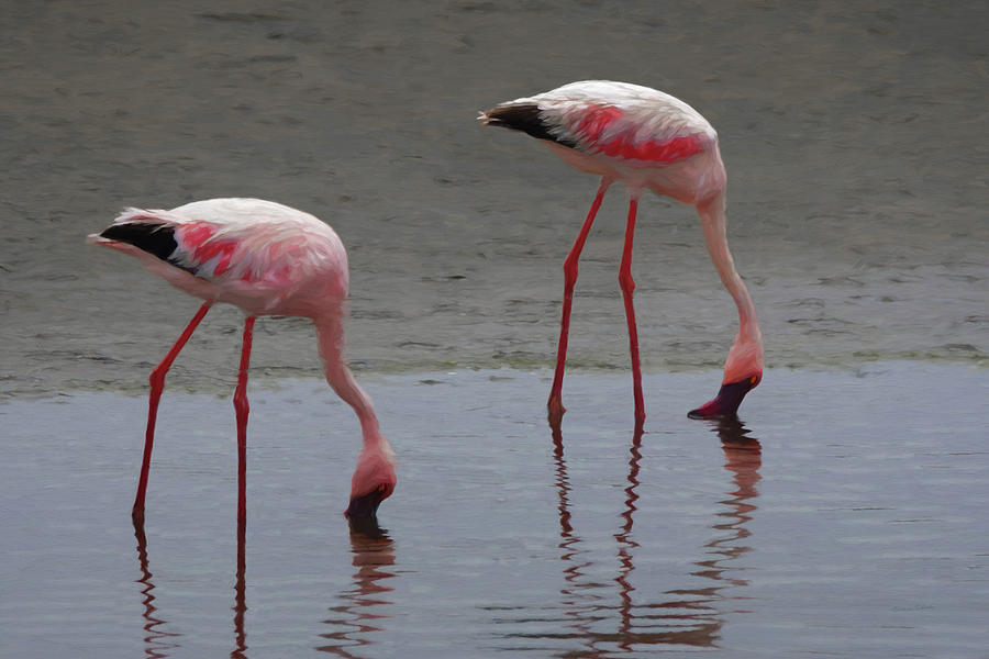 Walvis Bay Flamingos  Digital Art by Ernest Echols