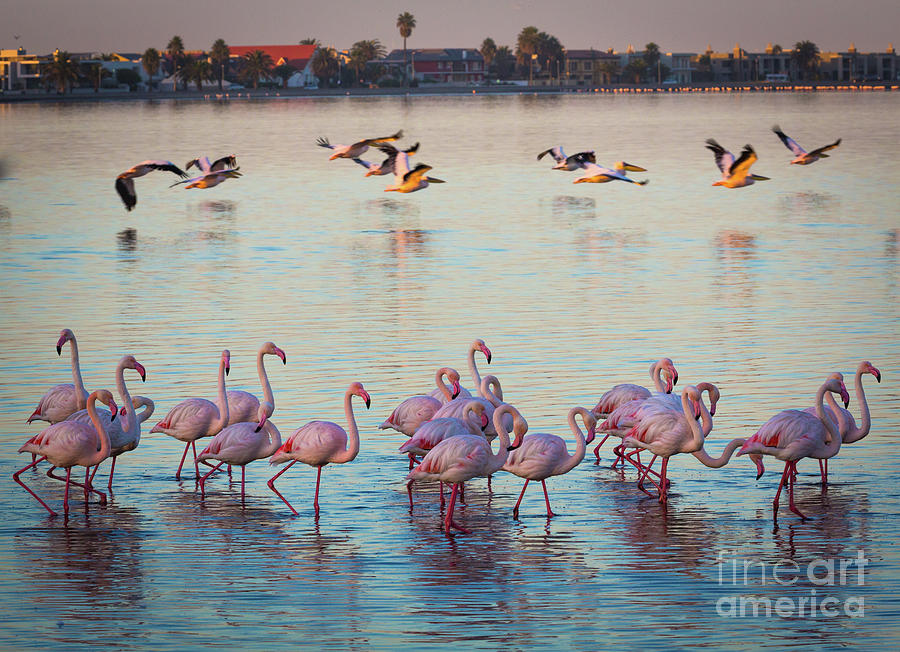 Walvis Bay Flamingos Photograph by Inge Johnsson
