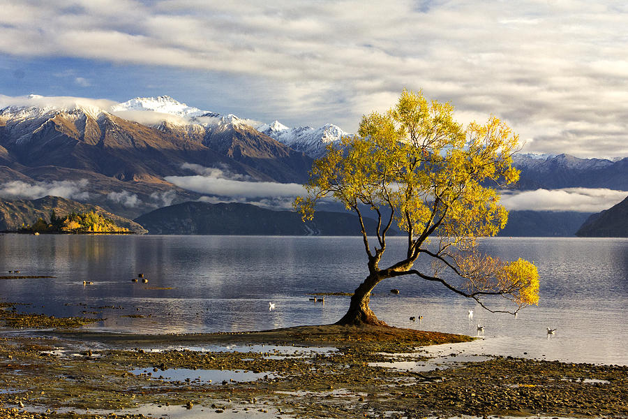 Wanaka Lake Tree Photograph by Charles Kosina - Fine Art America