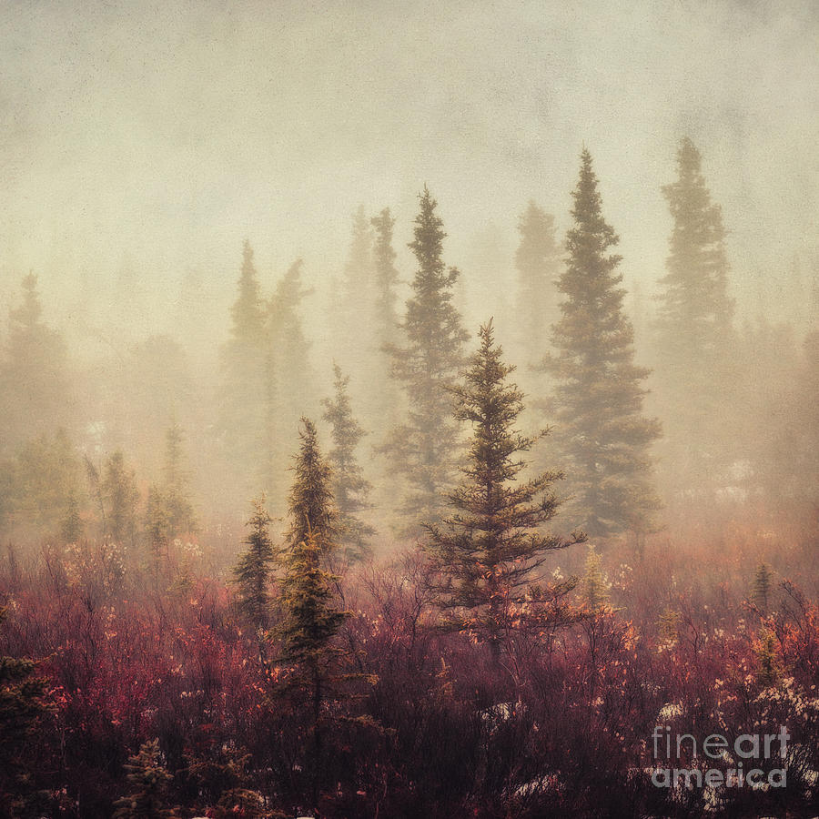 Tree Photograph - Wander in the fog by Priska Wettstein