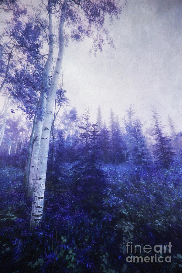 Tree Photograph - Wander through the foggy forest by Priska Wettstein