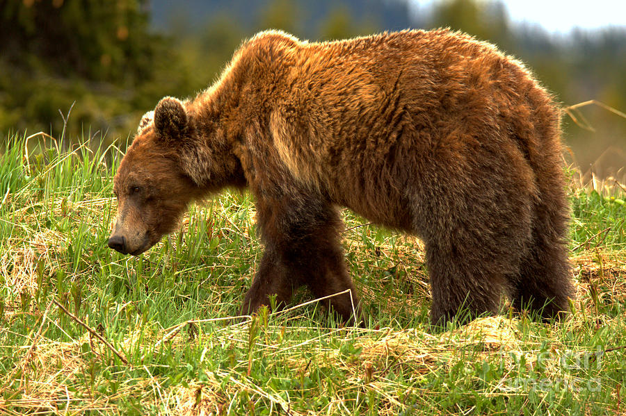 Wandering Banff Grizzly Photograph by Adam Jewell