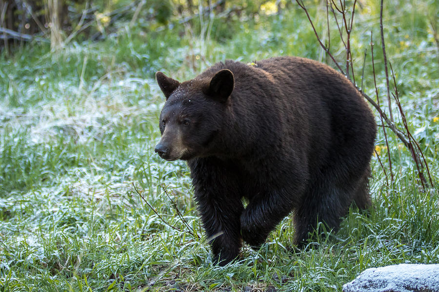 Wandering Bear Photograph by Mary Jo Cox