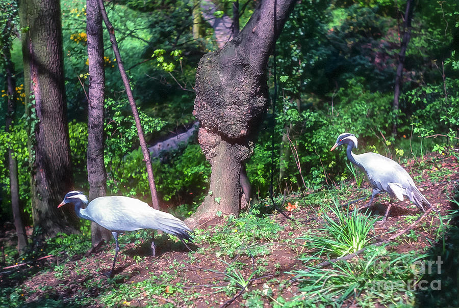 Wandering Cranes Photograph by Bob Phillips