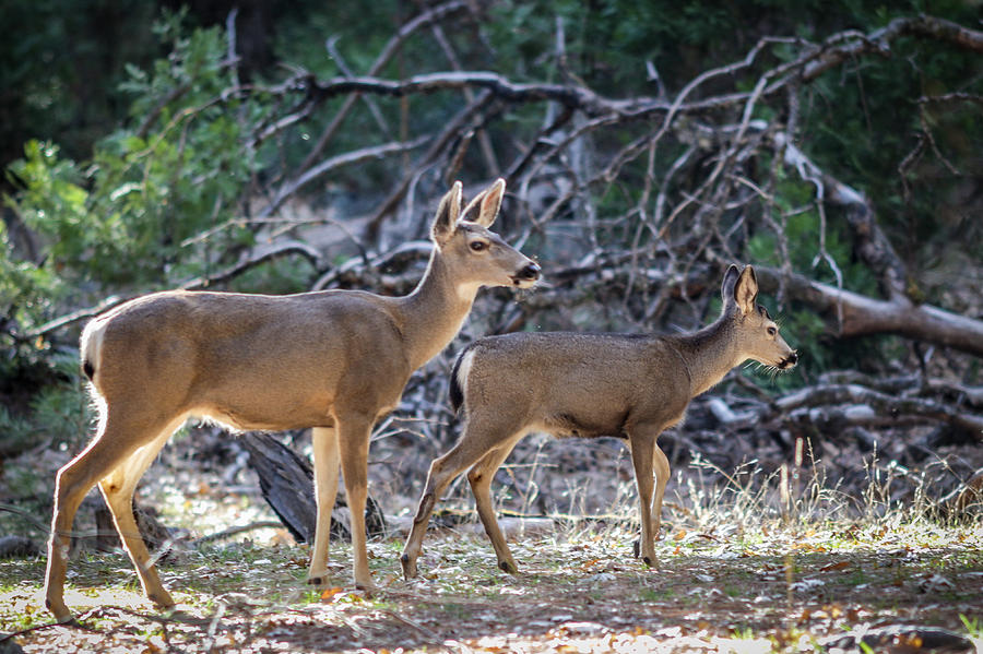 Wandering Deer at Yosemite Photograph by Adam Rainoff