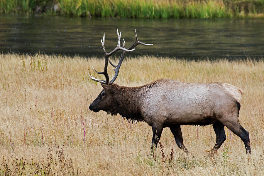 Wandering Elk Photograph by Scott Read