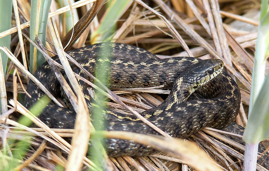 Wandering Garter Snake #1 Photograph By Carl Olsen - Pixels