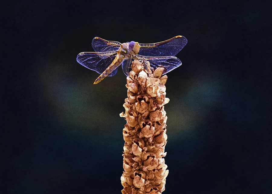 Wandering Glider Dragonfly Photograph by Steven Michael