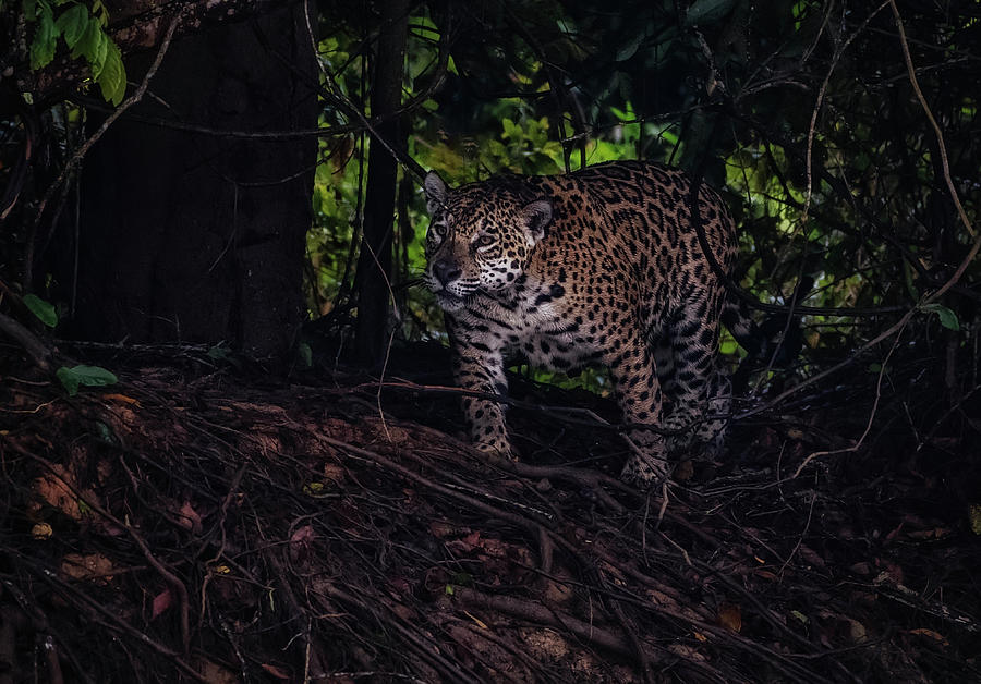 Wandering Jaguar Photograph by Wade Aiken