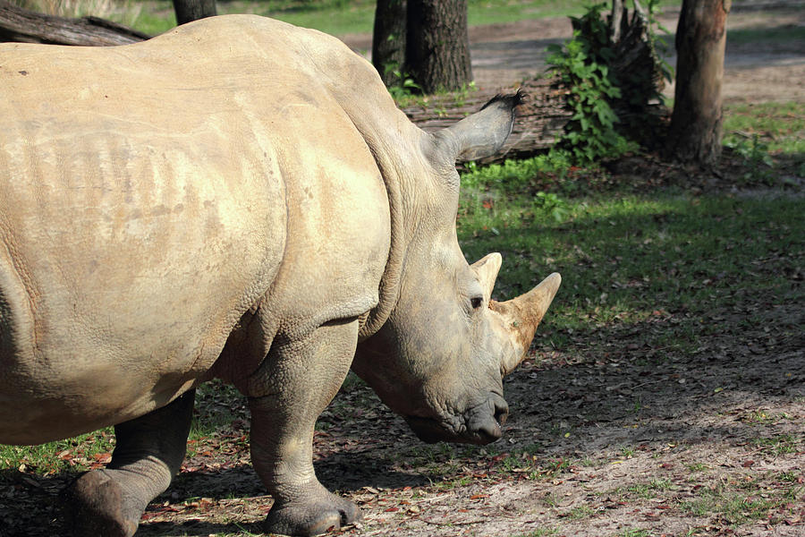 Wandering Rhino Photograph by Mary Haber