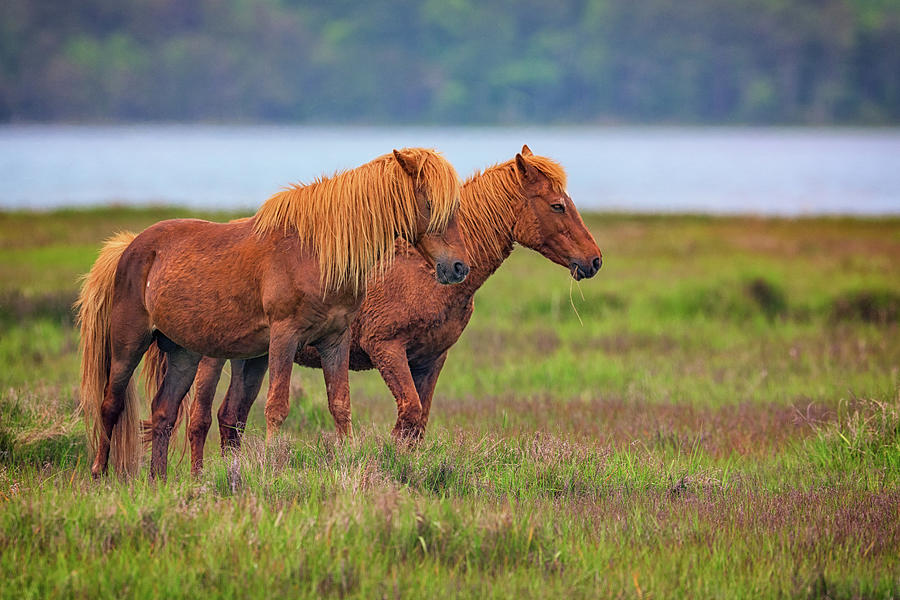 Horse Photograph - Wandering the Marsh by Rick Berk