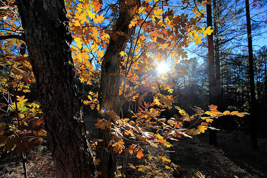 Waning Autumn Photograph by Gary Kaylor