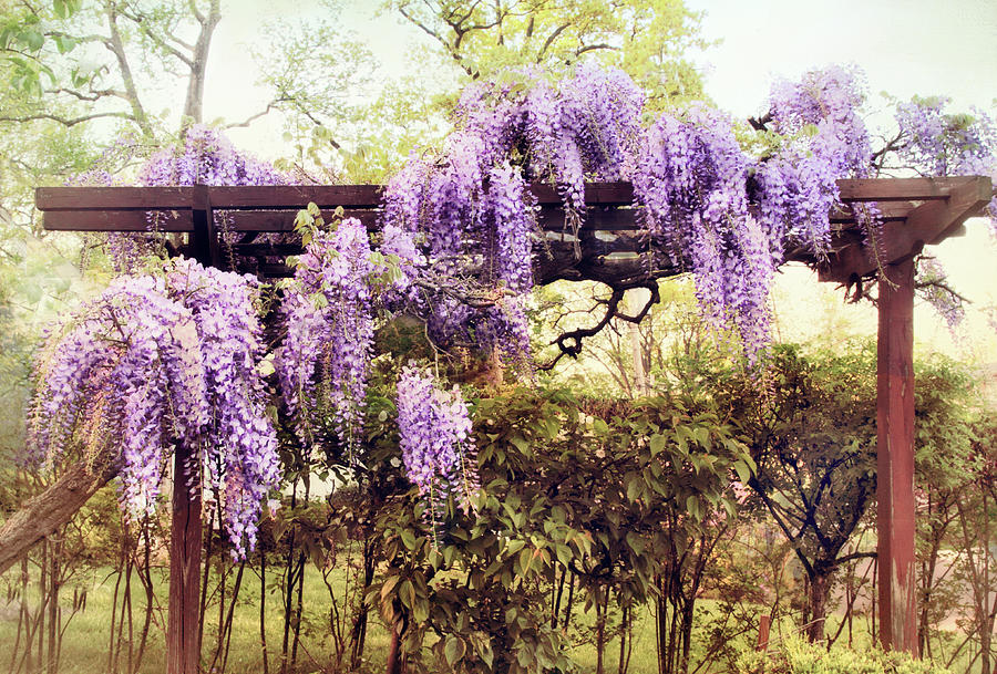 Spring Photograph - Waning Wisteria by Jessica Jenney