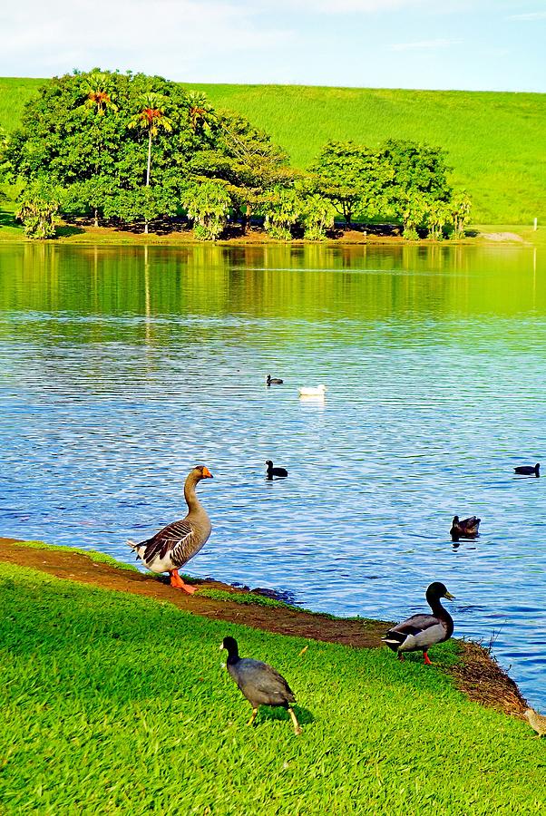 Waokele Pond and Ducks Photograph by Robert Meyers-Lussier