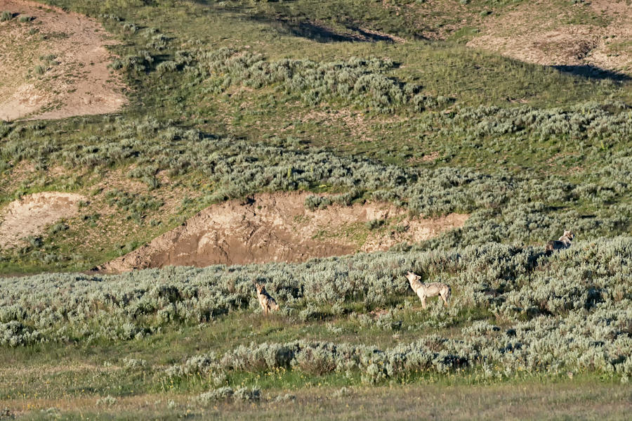 Wapiti Lake Wolf Pack 2016 Photograph by Tibor Vari | Fine Art America