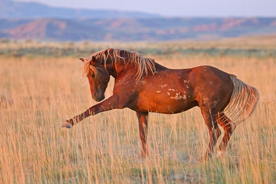 Wildlife Photograph - War Horse by Sandy Sisti