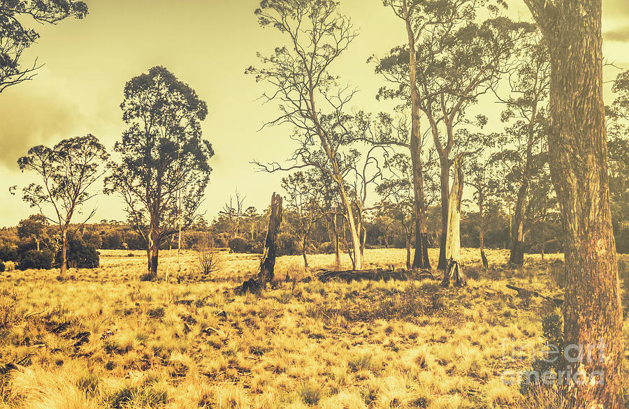 Nature Photograph - Waratah Tasmania bush landscape by Jorgo Photography
