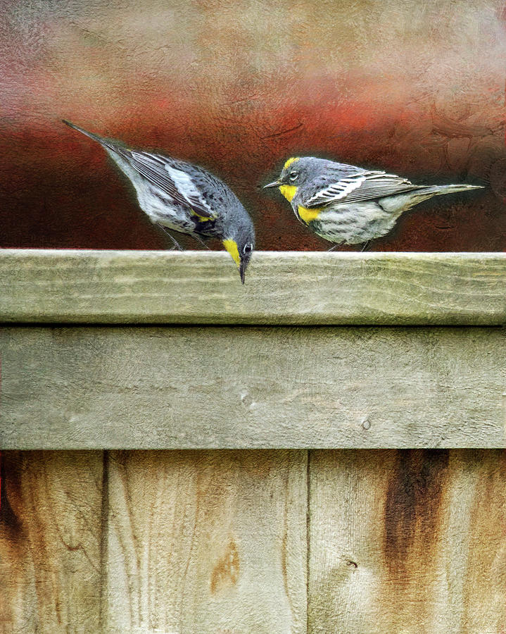 Warbers On The Fence Photograph by Rebecca Cozart