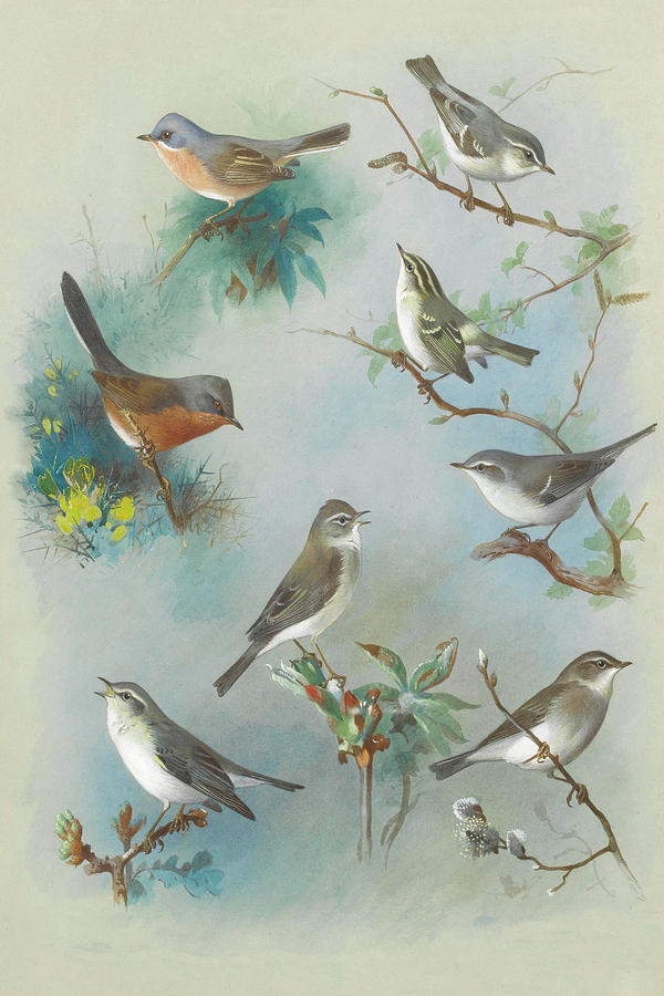 Warbler and Wrens by Thorburn Mixed Media by Movie Poster Prints