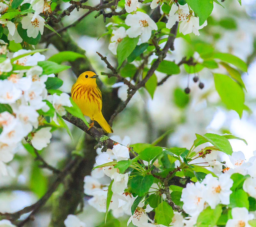 Warbler In Blossoms Photograph by Sean Mills