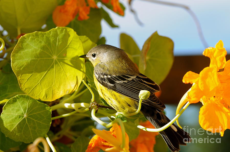Warbler in the Flowers Photograph by Sandra Updyke
