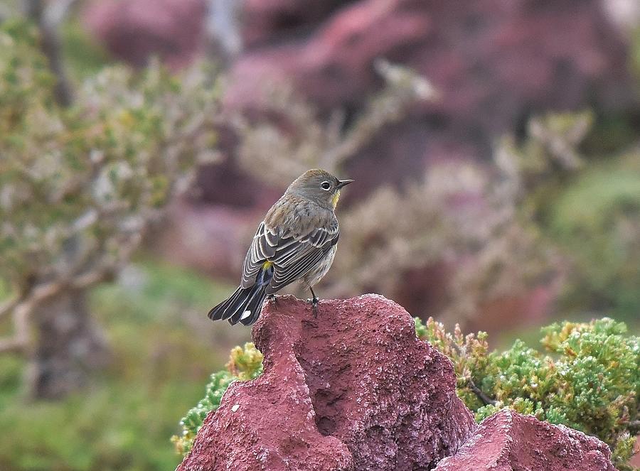 Warbler on a Red Rock Photograph by Linda Brody