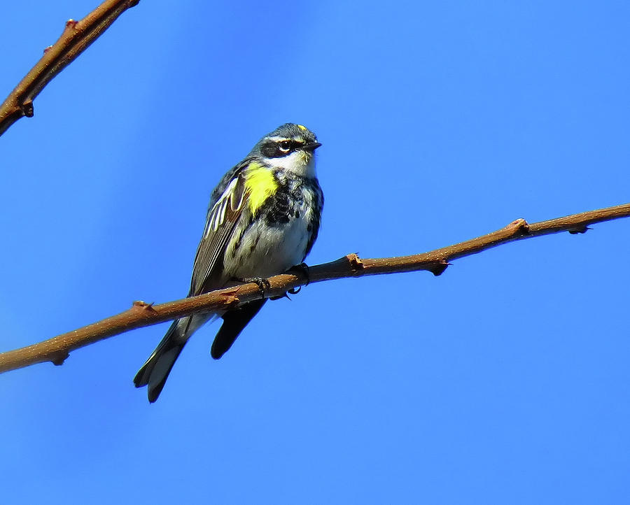 Warbler on Blue Sky Photograph by MTBobbins Photography