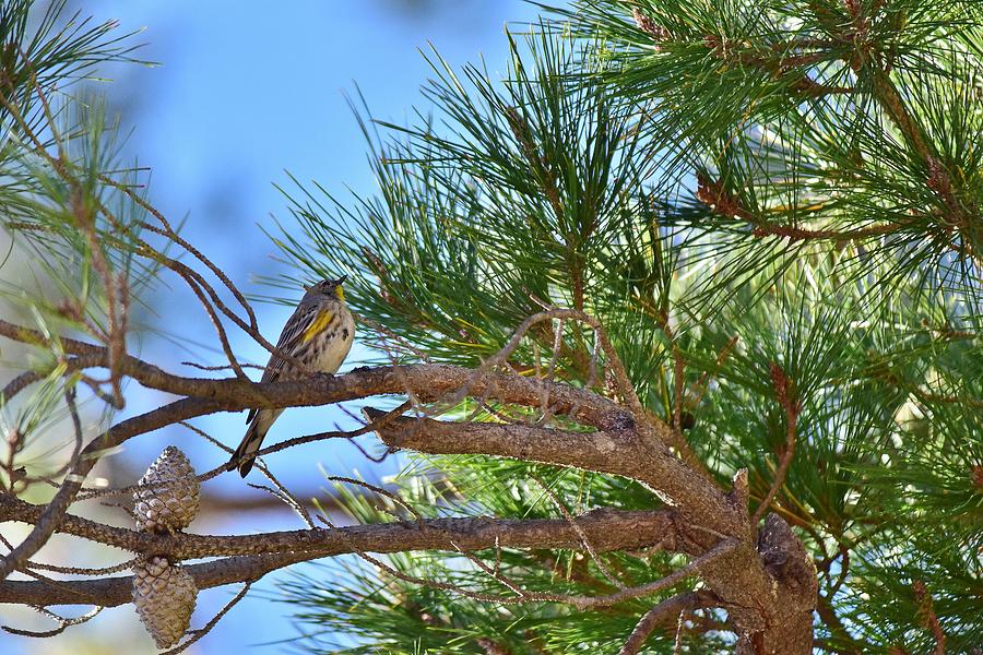 Warbler Sitting in Pine Tree Photograph by Linda Brody
