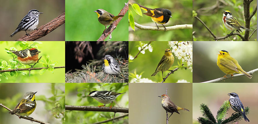 Warblers in spring Photograph by Mircea Costina Photography
