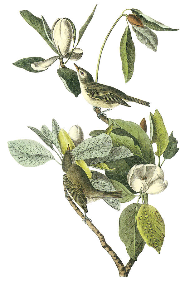 John James Audubon Painting - Warbling Vireo by John James Audubon