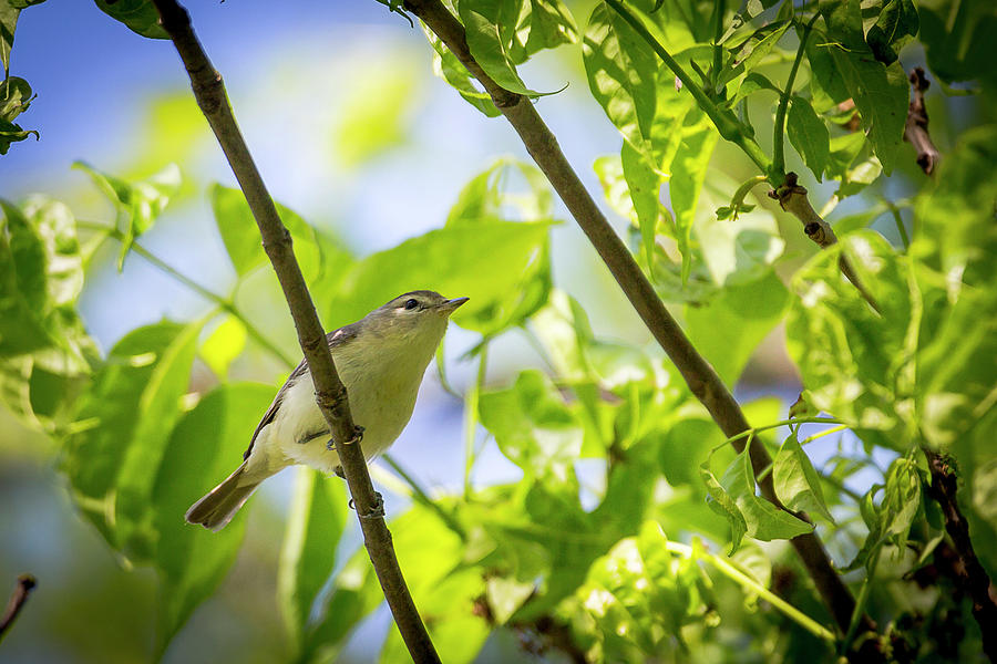 Warbling Vireo - Magee Marsh, Ohio Photograph by Jack R Perry