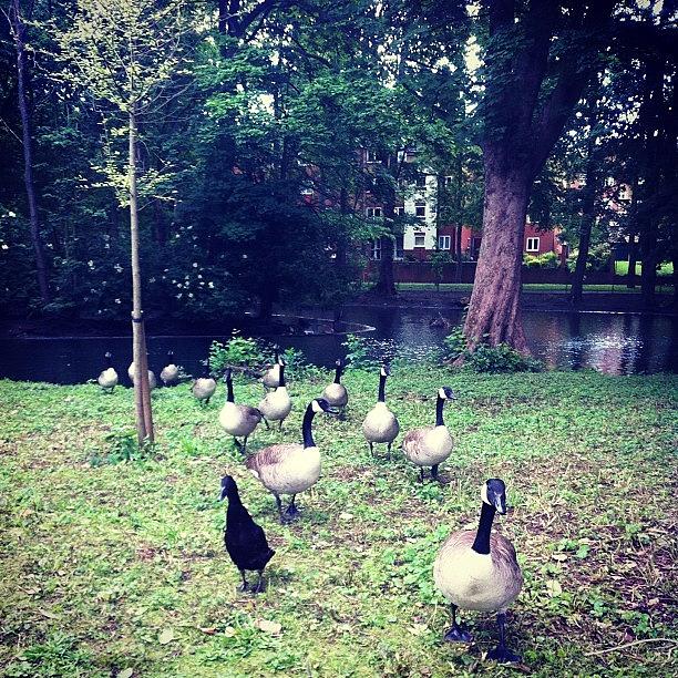 Duck Photograph - #wardownpark #luton  Form An Orderly by Laura Price