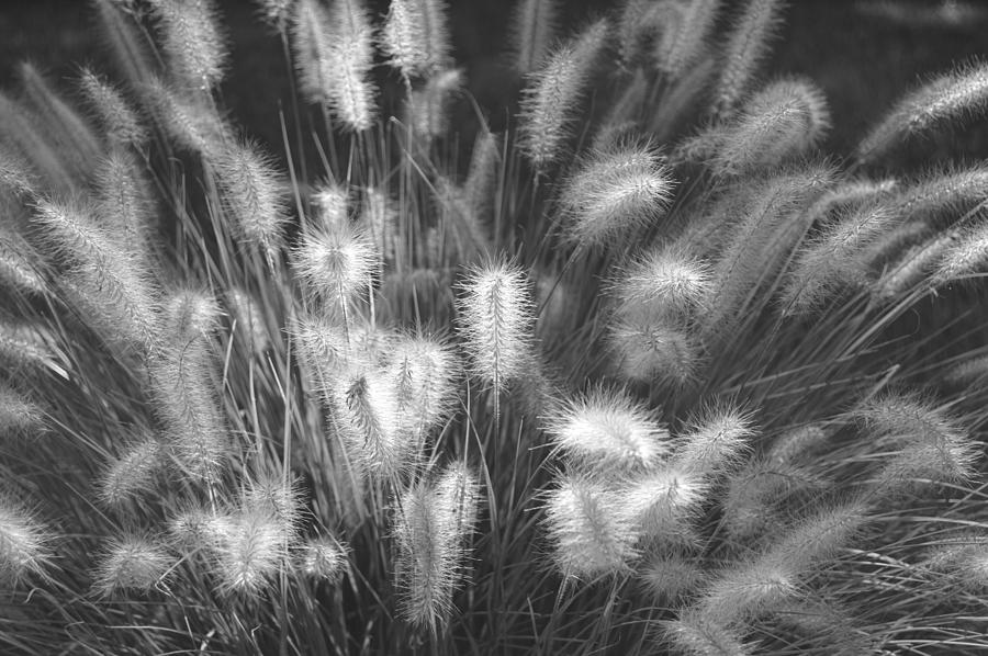 Warm And Fuzzy Fountain Grass - Black And White Photograph