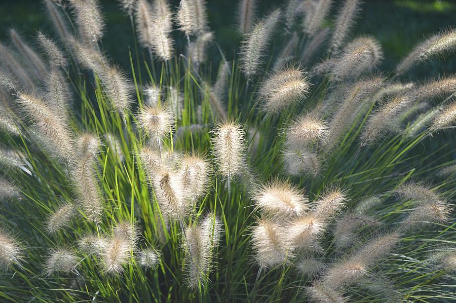 Summer Photograph - Warm and Fuzzy Fountaingrass by Marla McPherson