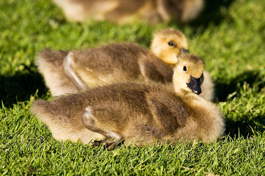 Warm And Fuzzy Photograph by James Marvin Phelps - Fine Art America