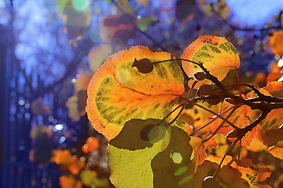 Warm Autumn Day Photograph by Kathy Besthorn