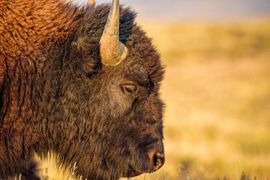 Warm Bison Photograph by Ryan Moyer