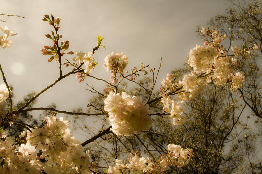 Warm Cherry Blossoms Photograph by Bonnie Follett