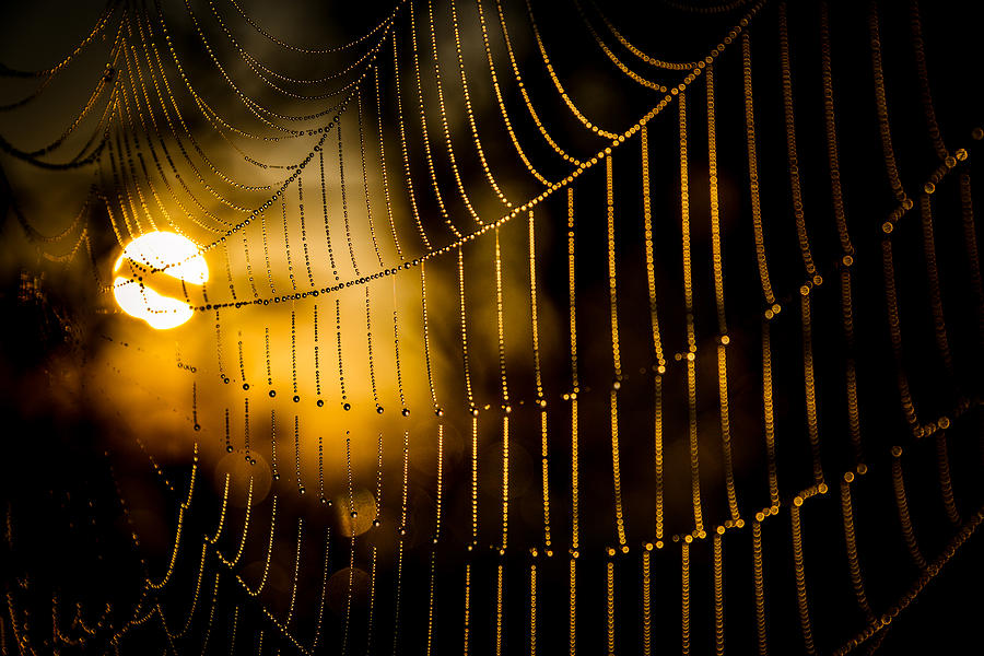 Warm Cobwebs and Dewdrops Photograph by Chris Bordeleau
