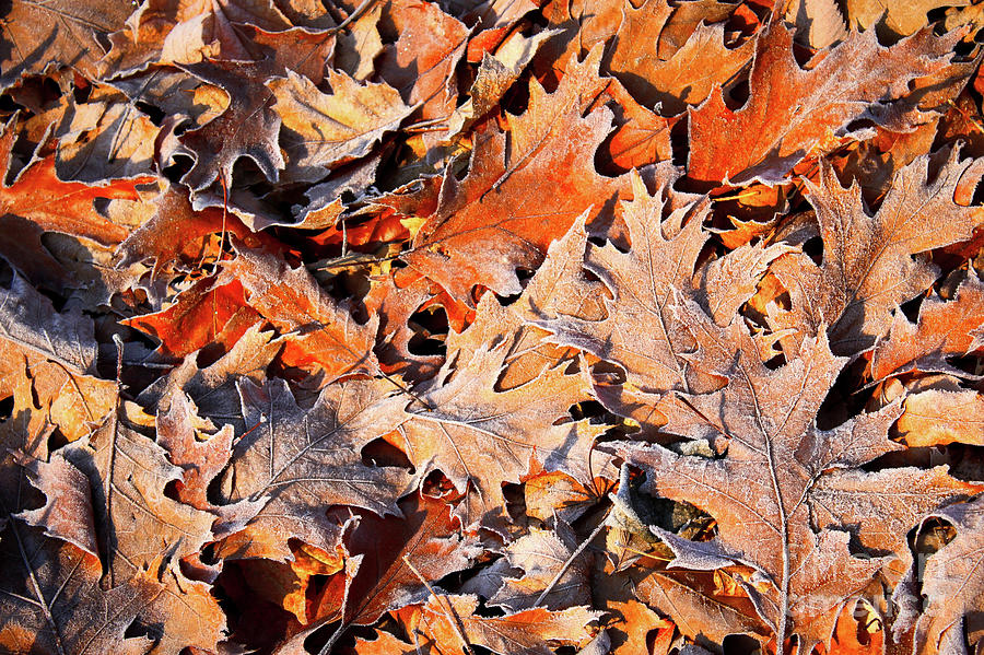 Warm Colors Frosty Leaves Photograph by Carol Groenen
