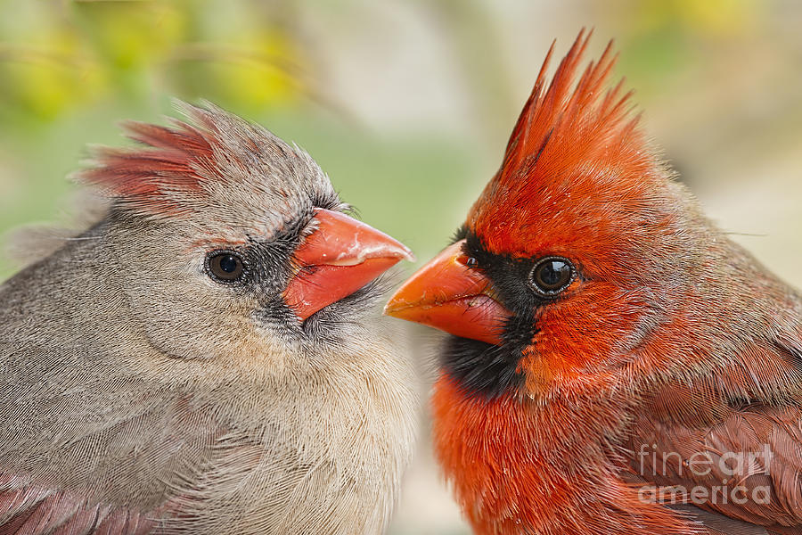 Cardinal Photograph - Warm Fluffy Feelings by Bonnie Barry