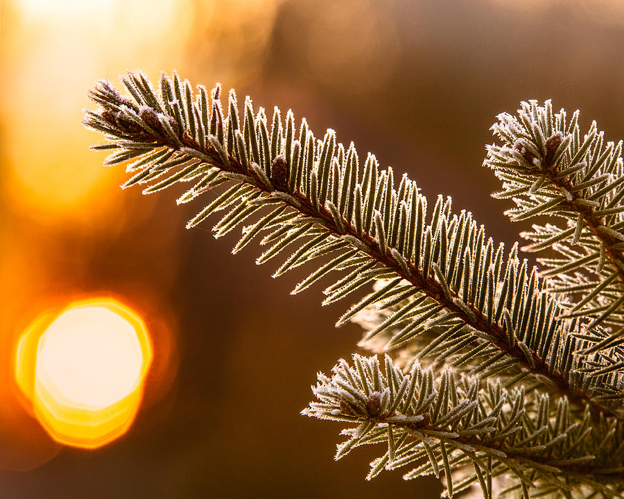 Warm Frost on Pine Needles Photograph by Chris Bordeleau