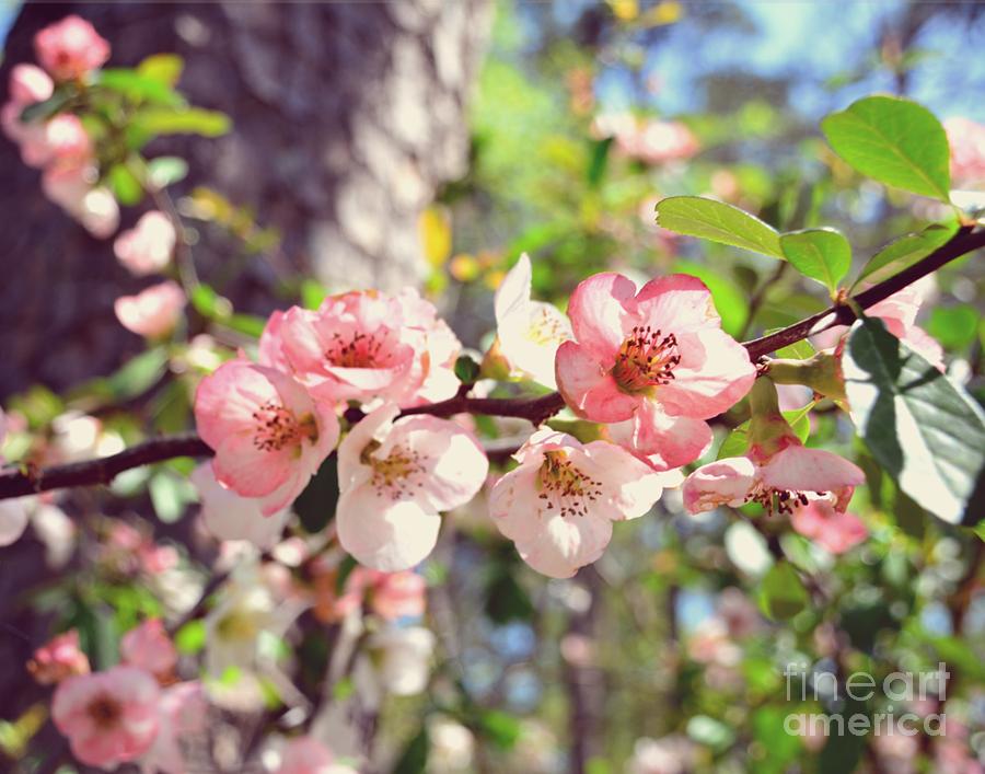 Warm Pink Spring Florals - Georgia Photograph by Adrian De Leon Art and Photography