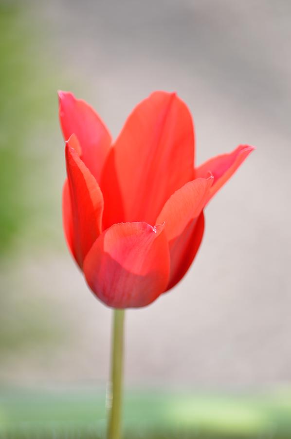 Warm Pink Tulip Photograph by Billy Beck